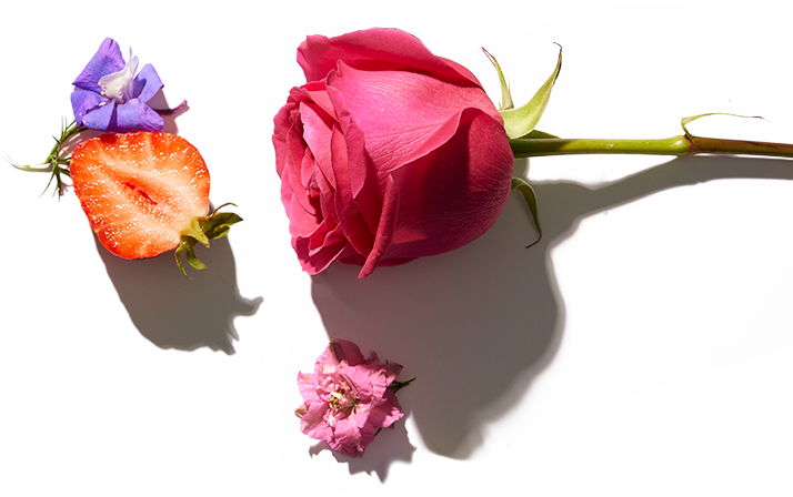 Elle Parfums ANISHA fragrance notes