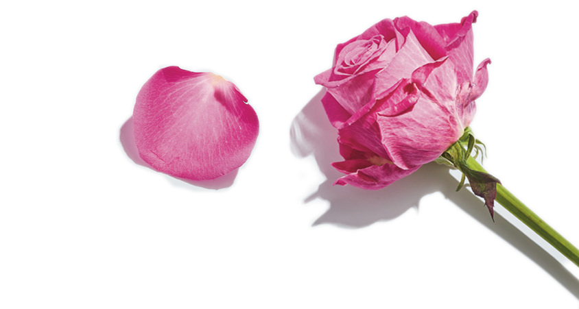 Elle Parfums L’Edition fragrance notes