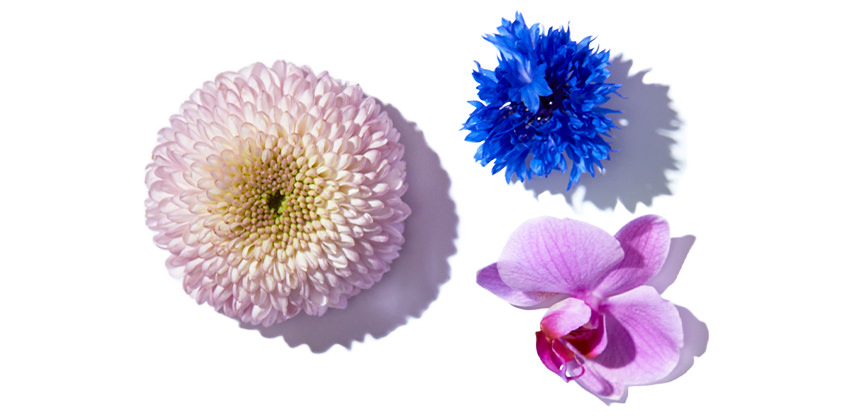 Elle Parfums Free Spirit fragrance notes