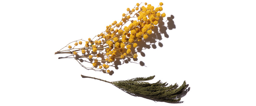 Elle Parfums Indra fragrance notes