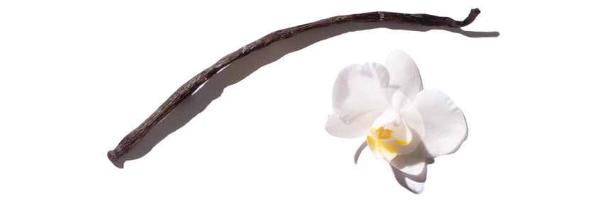 Elle Parfums Mira fragrance notes