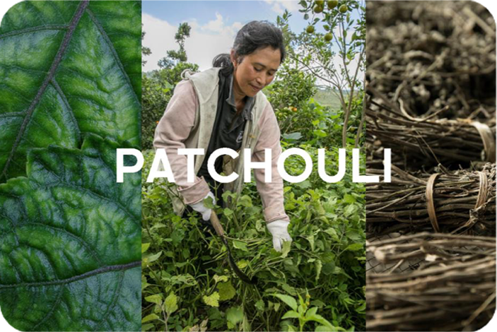 NaturELLE ANISHA ingredients