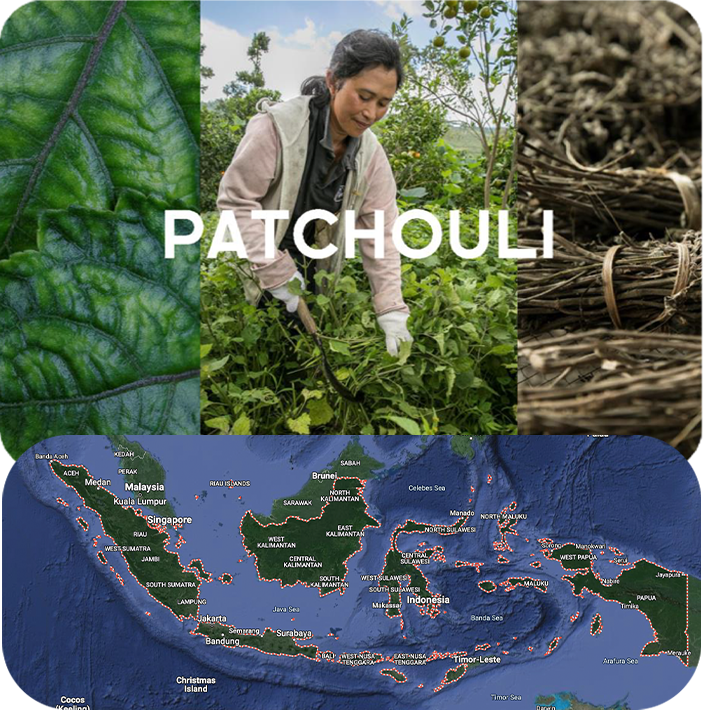 NaturELLE ANISHA map