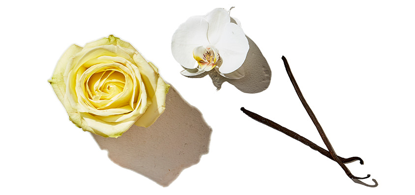 Elle Parfums Vanille Glamour fragrance notes